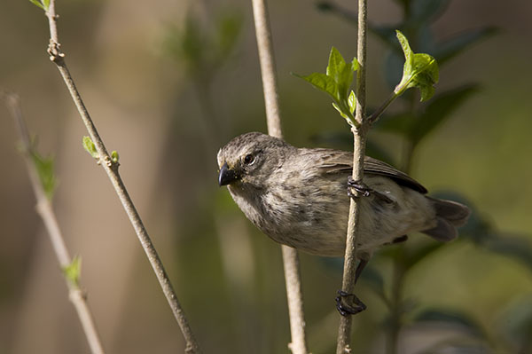 Medium Tree Finch